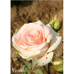 Роза Вивальди / Rose Vivaldi