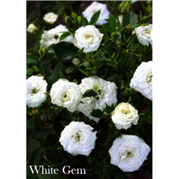 Роза Уайт Гем / Rose White Gem