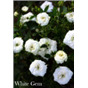 Роза Уайт Гем / Rose White Gem