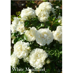 Роза Вайт Мейдиланд / Rose White Meidiland