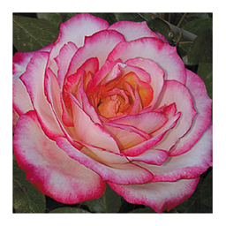 Роял Минуето