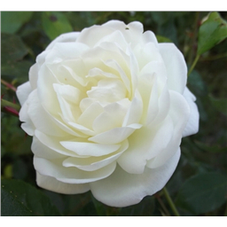 Роза Бьянка / Rose Bianca