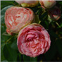 Роза Чарм / Rose Charm