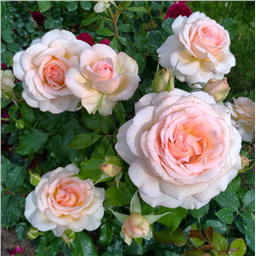 Роза Чэндос Бьюти / Rose Chandos Beauty