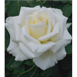 Роза Доломити / Rose Dolomiti