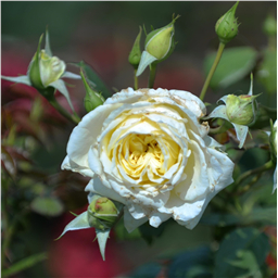 Роза Джинн / Rose Jinn