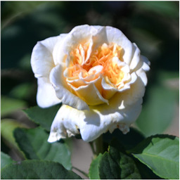 Роза Глейз / Rose Glaze