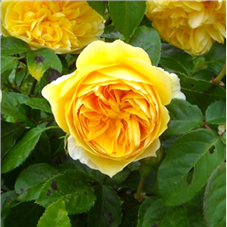 Роза Грэхам Томас / Rose Graham Thomas