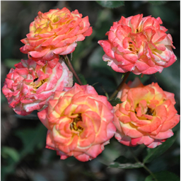 Роза Хеллен / Rose Hellen