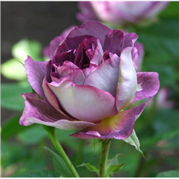 Роза Худерсфилд Хорал Сосити / Rose Huddersfield Choral Society