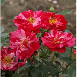 Роза Кэнди Ковер / Rose Candy Cover