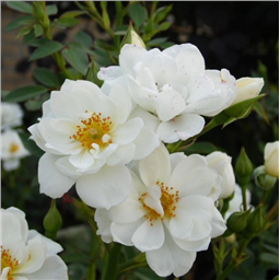 Роза Кент / Rose Kent