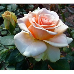 Роза Мэрилин Монро / Rose Marilyn Monroe