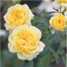 Роза Мидас / Rose Midas