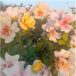 Роза на штамбе Ай оф зе Тайге (флор)