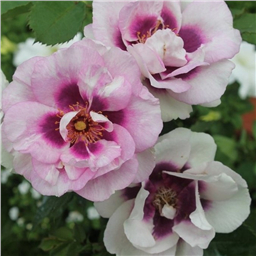 Роза на штамбе Айс фо Ю (флор)