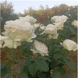 Роза на штамбе Акито (ч/г.)