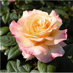 Роза на штамбе Акварель (ч/г.)