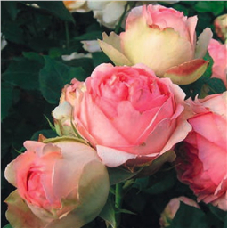 Роза на штамбе Ферст Леди (ч/г.)