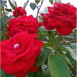 Роза на штамбе Гельмут Коль (ч/г.)