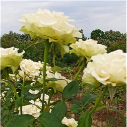 Роза на штамбе Грин Пис (ч/г.)