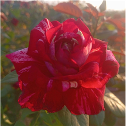 Роза на штамбе Хулио Иглесиас  (ч/г.)