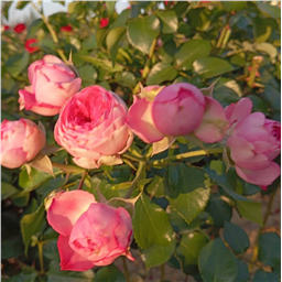 Роза на штамбе Канди Рококо (флор)