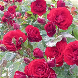 Роза на штамбе Лаваглут  (флор)