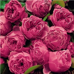 Роза на штамбе Леонардо да Винчи  (флор)