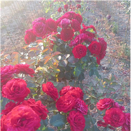 Роза на штамбе Мона Лиза  (флор)