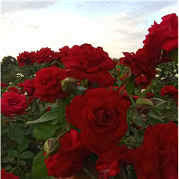 Роза на штамбе Николло Паганини  (флор)