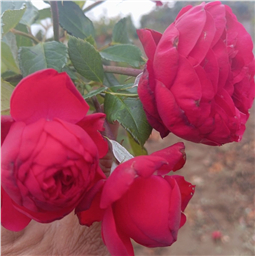 Роза на штамбе Пиано (ч/г.)