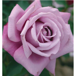 Роза на штамбе Шарль де Голль  (ч/г.)