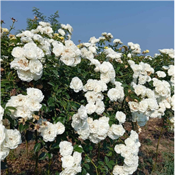 Роза на штамбе Свани  (почв.)