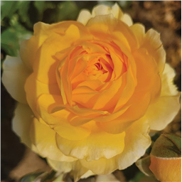 Роза Оф Лоад / Rose Off Load