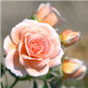 Роза Ойстер / Rose Oyster