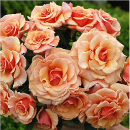 Роза Пако Рабан / Rose Paco Rabane