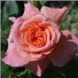 Роза Персифони / Rose Persephony