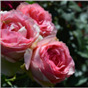 Роза Прима / Rose Prima