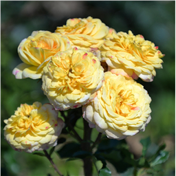 Роза Шайн / Rose Shine