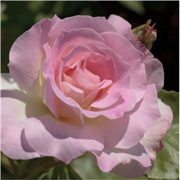 Роза Шарль Азнавур / Rose Charles Azanvour