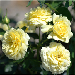 Роза Шила / Rose Sheila