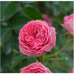 Роза Шуга Петалс / Rose Sugar Petals