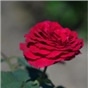 Роза Сикьюинс / Rose Sequence
