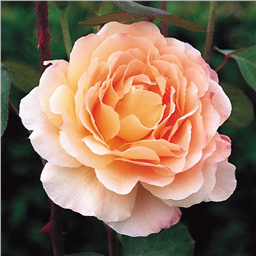 Роза Тамора  / Rose Tamora