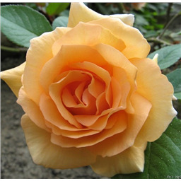 Роза Винтер Сансет / Rose Winter Sunset