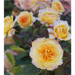 Роза Жорж Денжан / Rose Georges Denjean