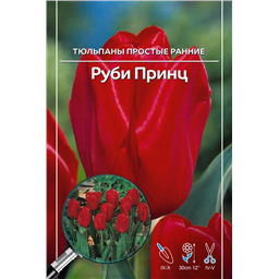 Тюльпан Простой Ранний Руби Принц