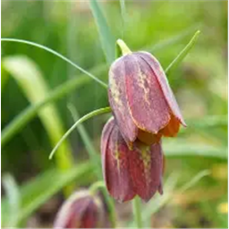 Рябчик Дэвиса