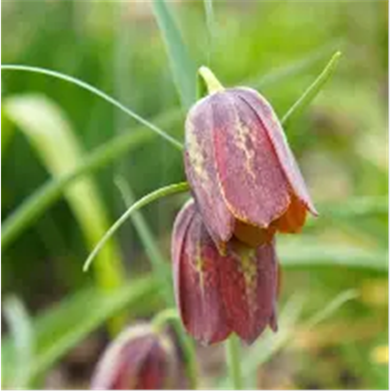 Рябчик Дэвиса